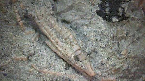 Ectenocrinus simplex - Indiana Crinoid #7 - Image 6