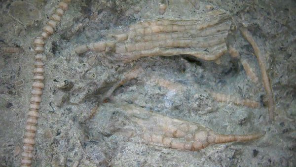 Ectenocrinus simplex - Indiana Crinoid #7 - Image 5