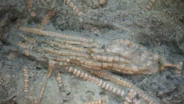 Ectenocrinus simplex - Indiana Crinoid #7 - Image 4