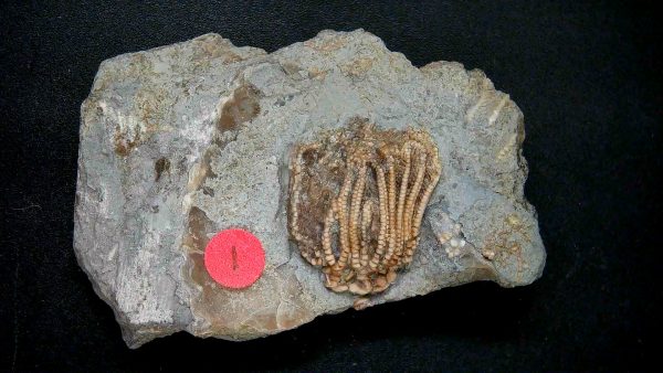 General Crinoid Fossils For Sale- Gilmore City Iowa Mississippian Crinoid Plate #143