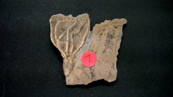 General Crinoid Fossils For Sale- Gilmore City Iowa Mississippian Crinoid Plate #144