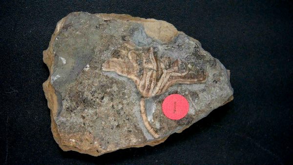 General Crinoid Fossils For Sale- Gilmore City Iowa Mississippian Crinoid Plate #145