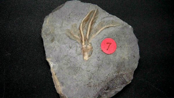 General Crinoid Fossils For Sale- Gilmore City Iowa Mississippian Crinoid Plate #146