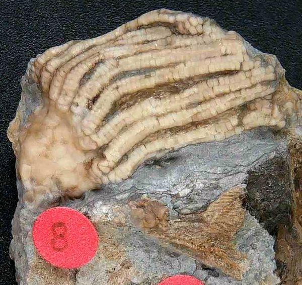 General Crinoid Fossils For Sale- Gilmore City Iowa Mississippian Crinoid Plate #148a