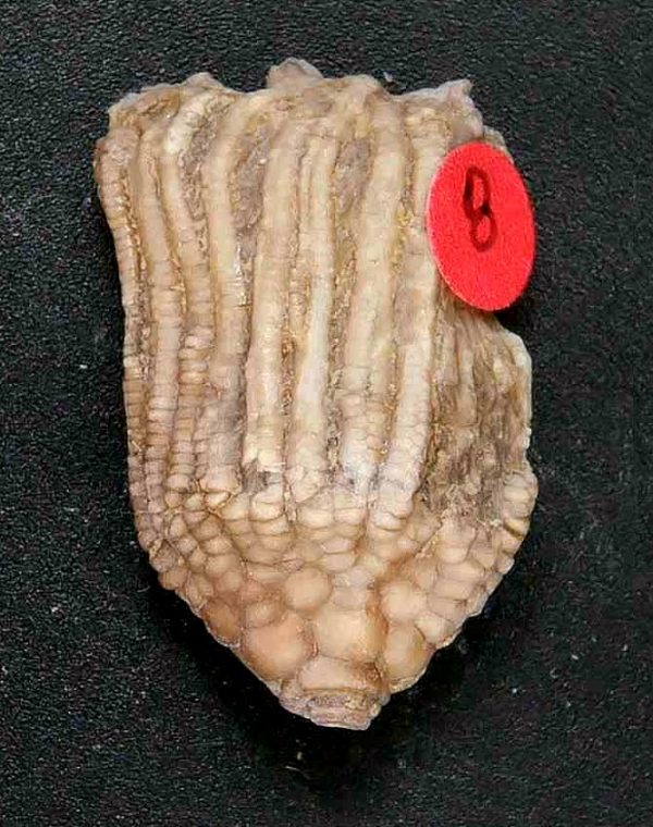 General Crinoid Fossils For Sale- Gilmore City Iowa Mississippian Crinoid Plate #149a