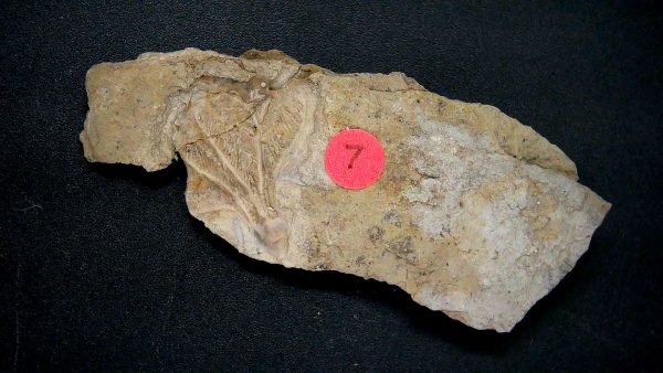 General Crinoid Fossils For Sale- Gilmore City Iowa Mississippian Crinoid Plate #150