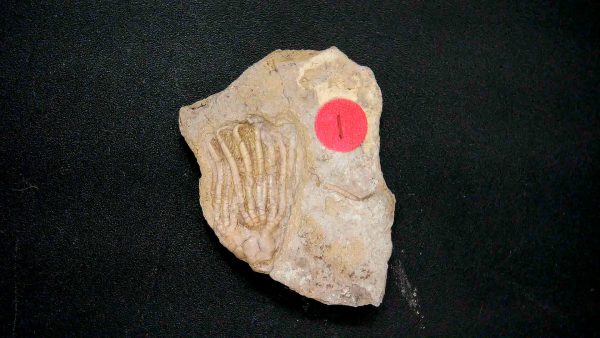 General Crinoid Fossils For Sale- Gilmore City Iowa Mississippian Crinoid Plate #153