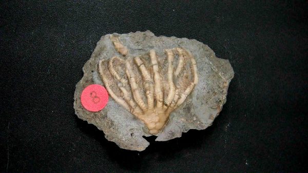 Gilmore City Iowa Crinoid #158