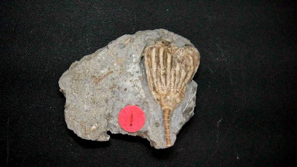 Gilmore City Iowa Crinoid #160