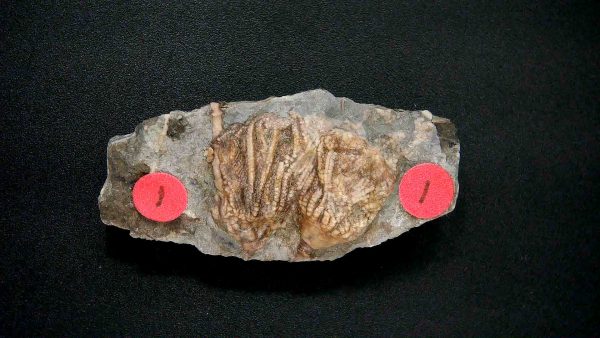 Gilmore City Iowa Crinoid #161