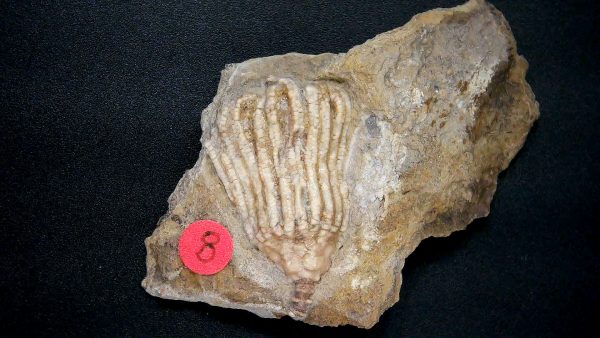 Gilmore City Iowa Crinoid #162