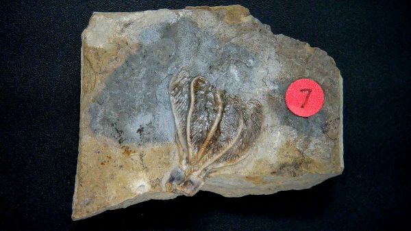 Gilmore City Iowa Crinoid #163