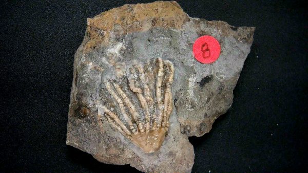 Gilmore City Iowa Crinoid #167