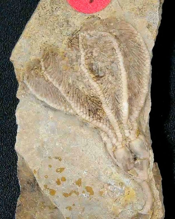 Gilmore City Iowa Crinoid #168 - Image 3