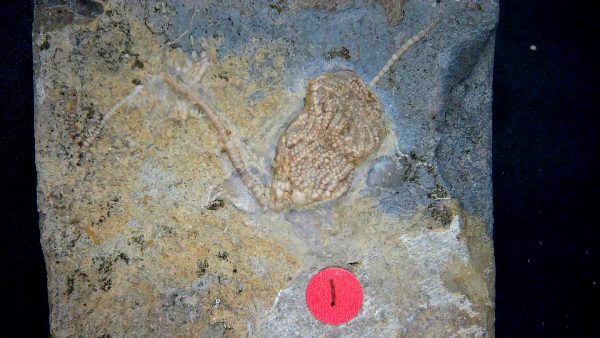 Gilmore City Iowa Crinoid #169