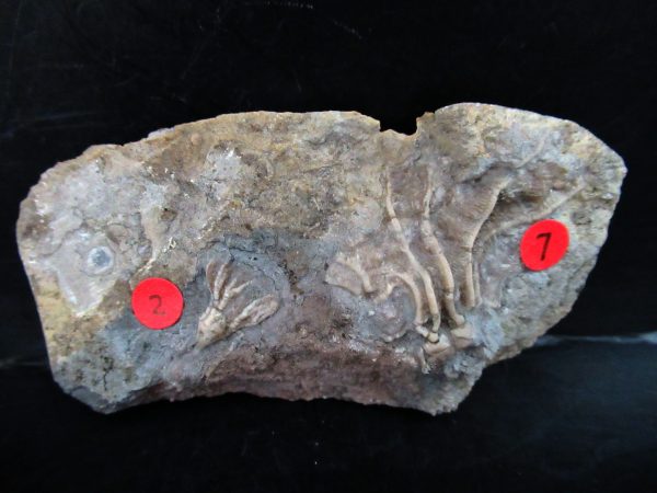 Gilmore City Iowa Crinoid #171