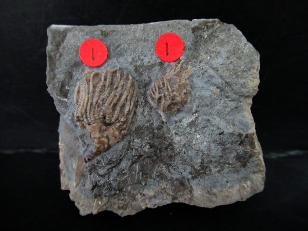 Gilmore City Iowa Crinoid #173