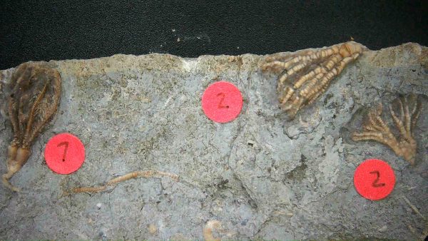 Gilmore City Iowa Crinoid #175 - Image 3