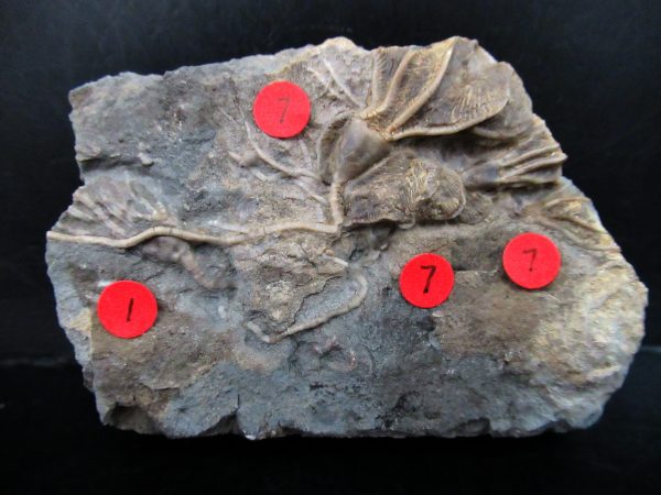 Gilmore City Iowa Crinoid #176