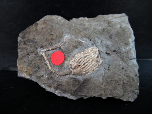 Gilmore City Iowa Crinoid #178