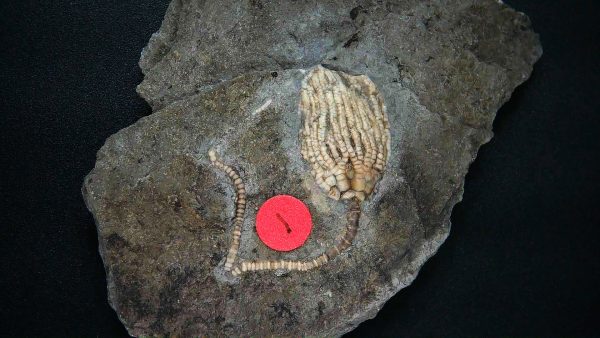 Gilmore City Iowa Crinoid #178 - Image 3