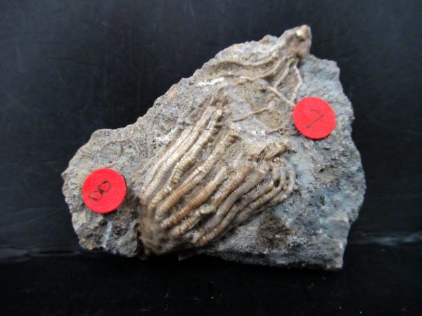 Gilmore City Iowa Crinoid #180