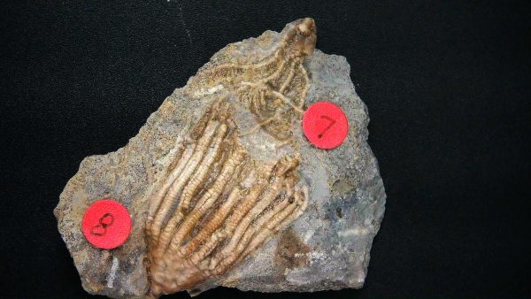 Gilmore City Iowa Crinoid #180 - Image 3