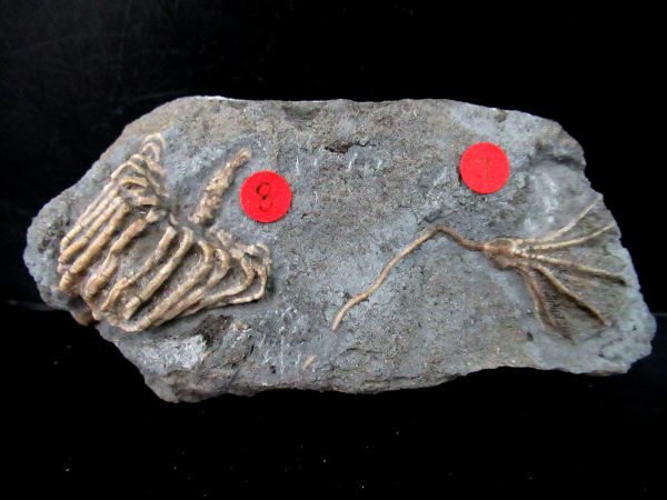 Gilmore City Iowa Crinoid #182