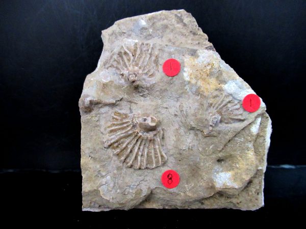 Gilmore City Iowa Crinoid #186