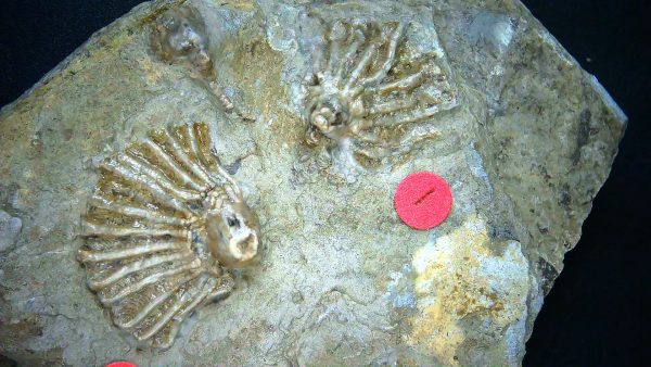 Gilmore City Iowa Crinoid #186 - Image 3