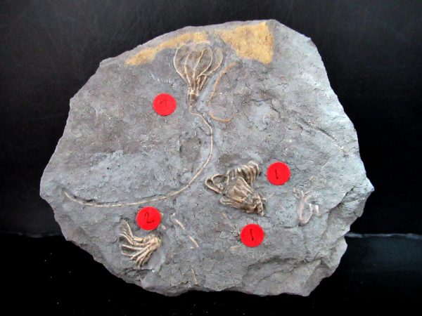 Gilmore City Iowa Crinoid #188