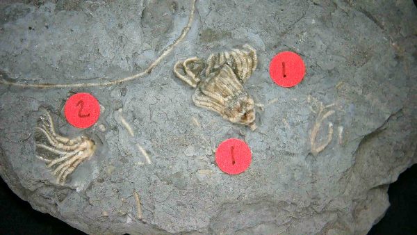 Gilmore City Iowa Crinoid #188 - Image 4