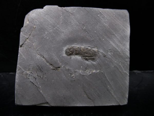 Genuine Cretaceous Age Huhatanka Lobster Fossil for Sale from Kansas #1