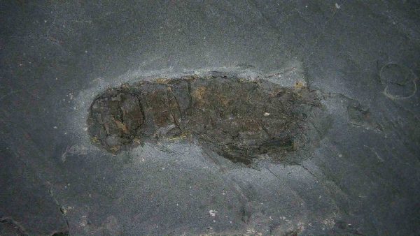 Genuine Cretaceous Age Huhatanka Lobster Fossil for Sale from Kansas #1a