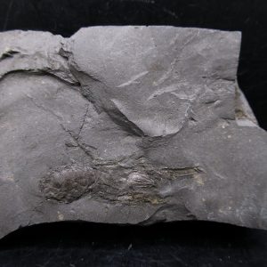 Genuine Cretaceous Age Huhatanka Lobster Fossil for Sale from Kansas #3