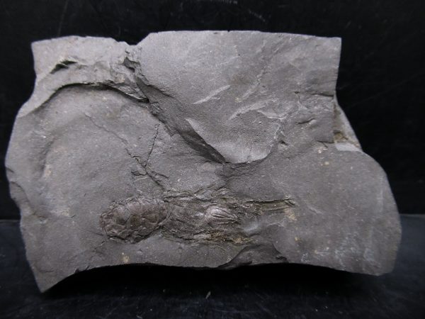 Genuine Cretaceous Age Huhatanka Lobster Fossil for Sale from Kansas #3