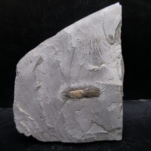 Genuine Cretaceous Age Huhatanka Lobster Fossil for Sale from Kansas #5