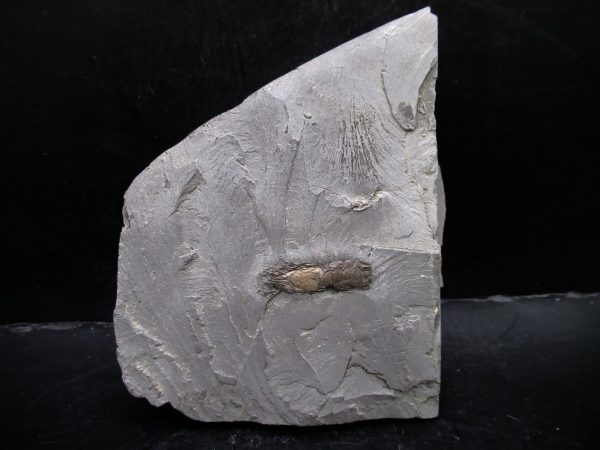 Genuine Cretaceous Age Huhatanka Lobster Fossil for Sale from Kansas #5