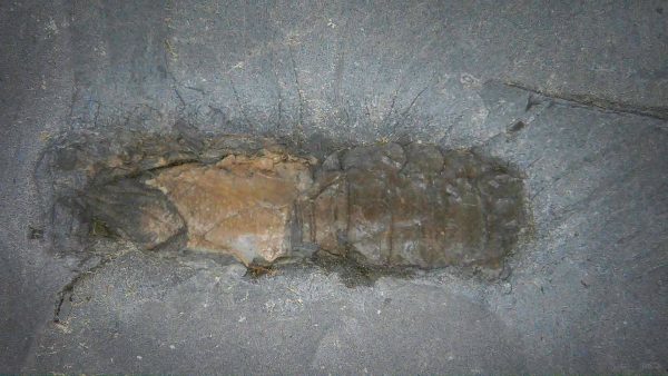 Genuine Cretaceous Age Huhatanka Lobster Fossil for Sale from Kansas #5a