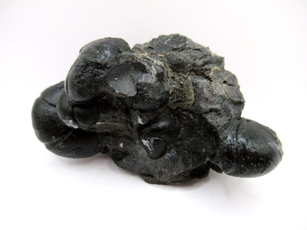 Genuine Devonian Age Goniatite Cluster Fossil From Morocco For Sale #11a