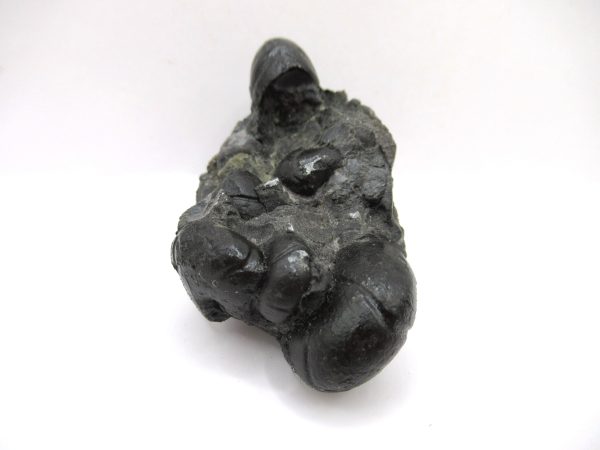 Genuine Devonian Age Goniatite Cluster Fossil From Morocco For Sale #11b