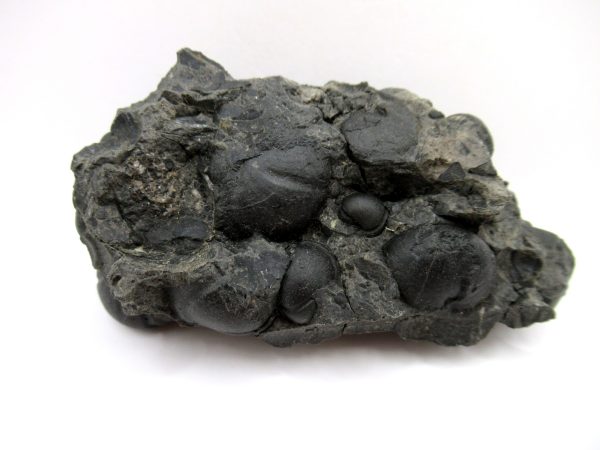 Genuine Devonian Age Goniatite Cluster Fossil From Morocco For Sale #13