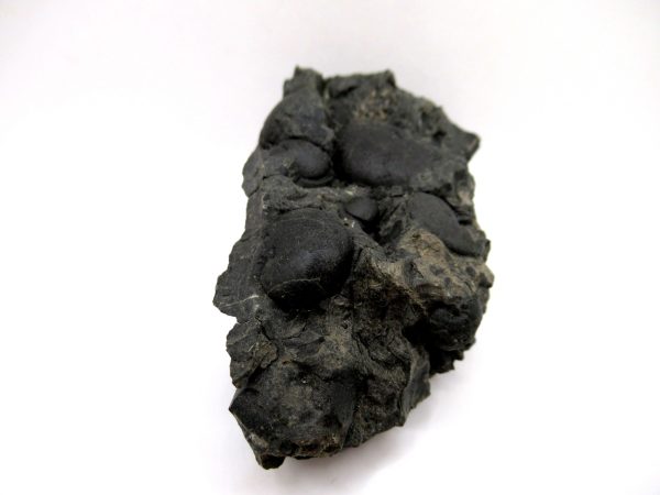 Genuine Devonian Age Goniatite Cluster Fossil From Morocco For Sale #13b