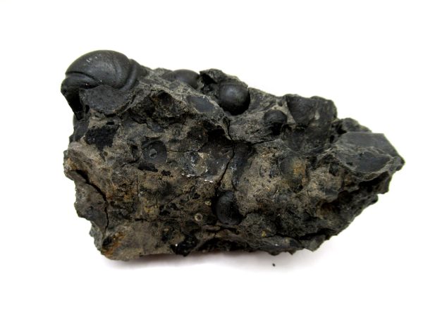 Genuine Devonian Age Goniatite Cluster Fossil From Morocco For Sale #13c