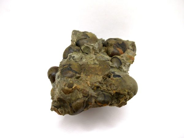 Genuine Devonian Age Goniatite Cluster Fossil From Morocco For Sale #14b