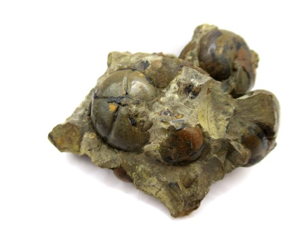 Genuine Devonian Age Goniatite Cluster Fossil From Morocco For Sale #15