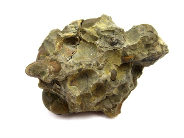 Genuine Devonian Age Goniatite Cluster Fossil From Morocco For Sale #15c