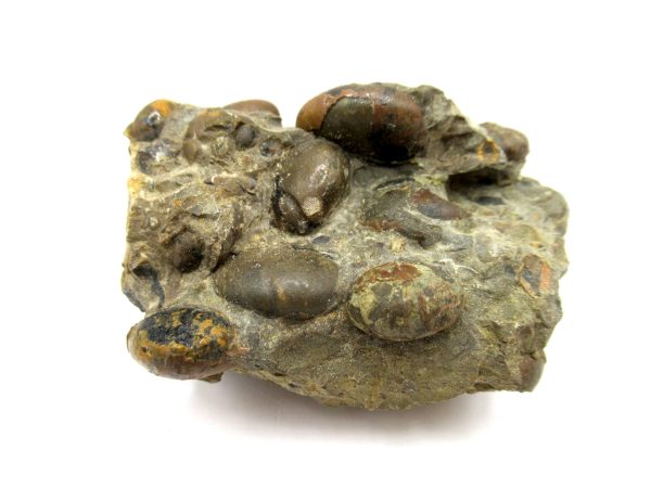 Genuine Devonian Age Goniatite Cluster Fossil From Morocco For Sale #17