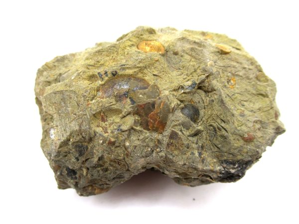 Genuine Devonian Age Goniatite Cluster Fossil From Morocco For Sale #17c