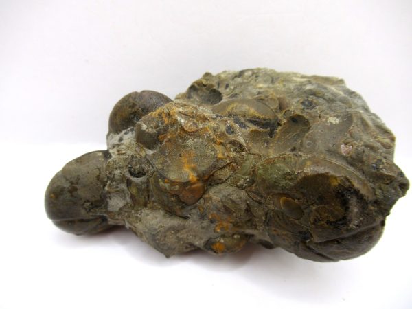 Genuine Devonian Age Goniatite Cluster Fossil From Morocco For Sale #1a